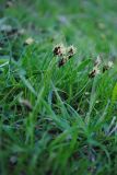 Carex pachystylis