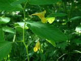 Impatiens noli-tangere