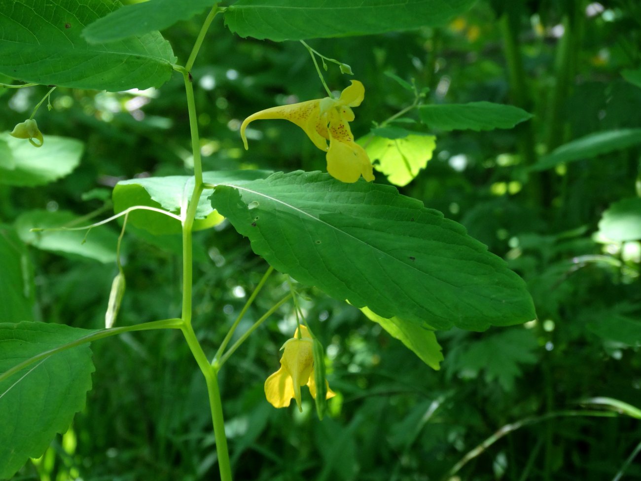 Image of Impatiens noli-tangere specimen.