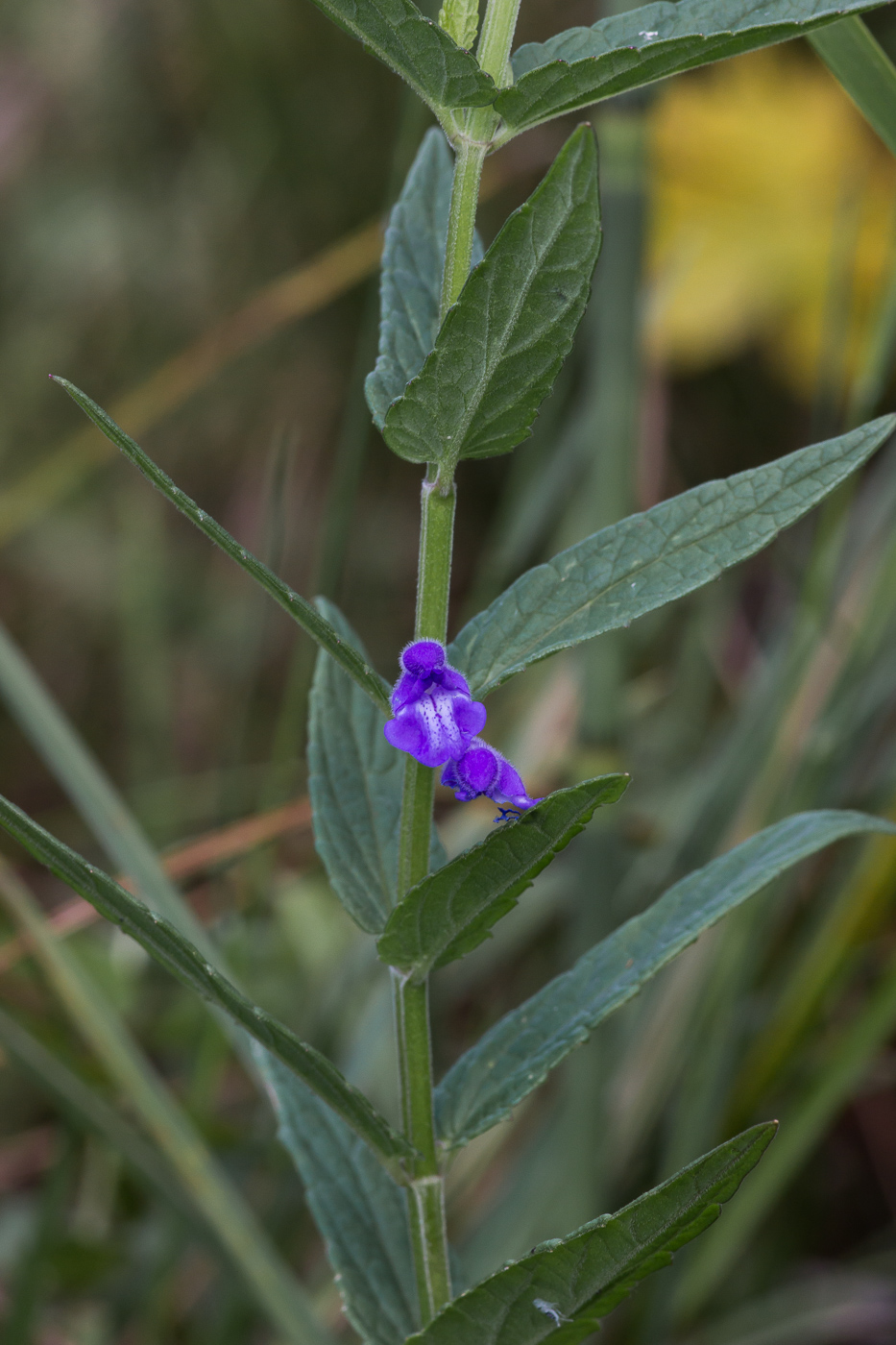 Изображение особи Scutellaria galericulata.