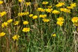 Anthemis monantha