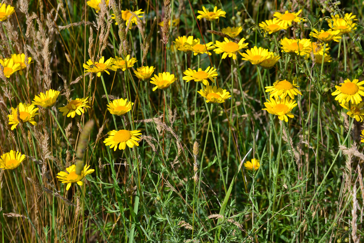 Изображение особи Anthemis monantha.