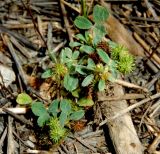 Medicago minima