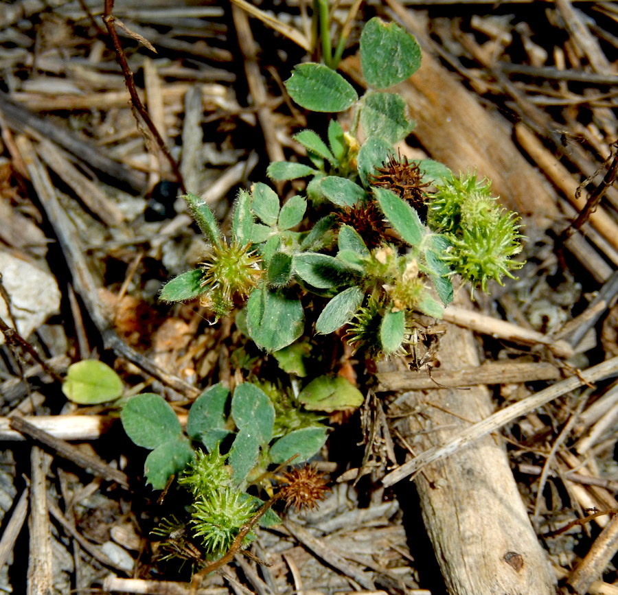 Image of Medicago minima specimen.