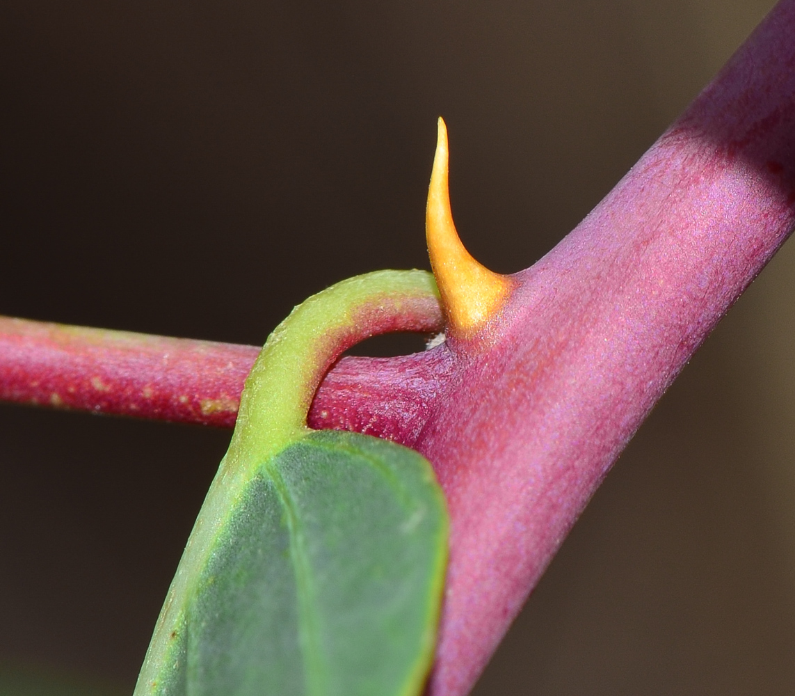 Image of Capparis zoharyi specimen.