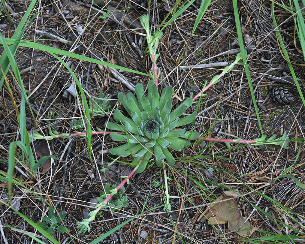 Image of Sempervivum ruthenicum specimen.