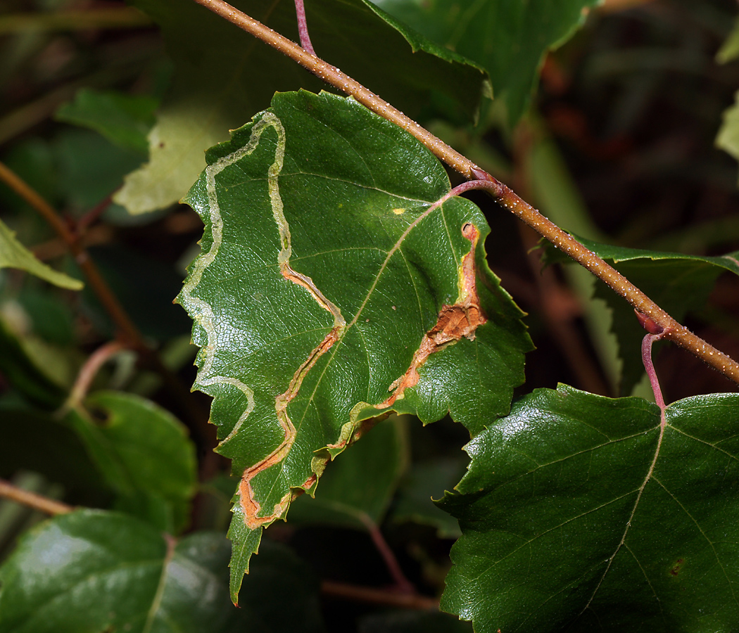 Изображение особи Betula pendula.