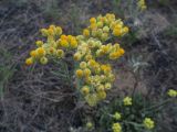 Helichrysum arenarium