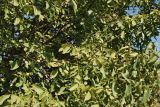 Juglans regia