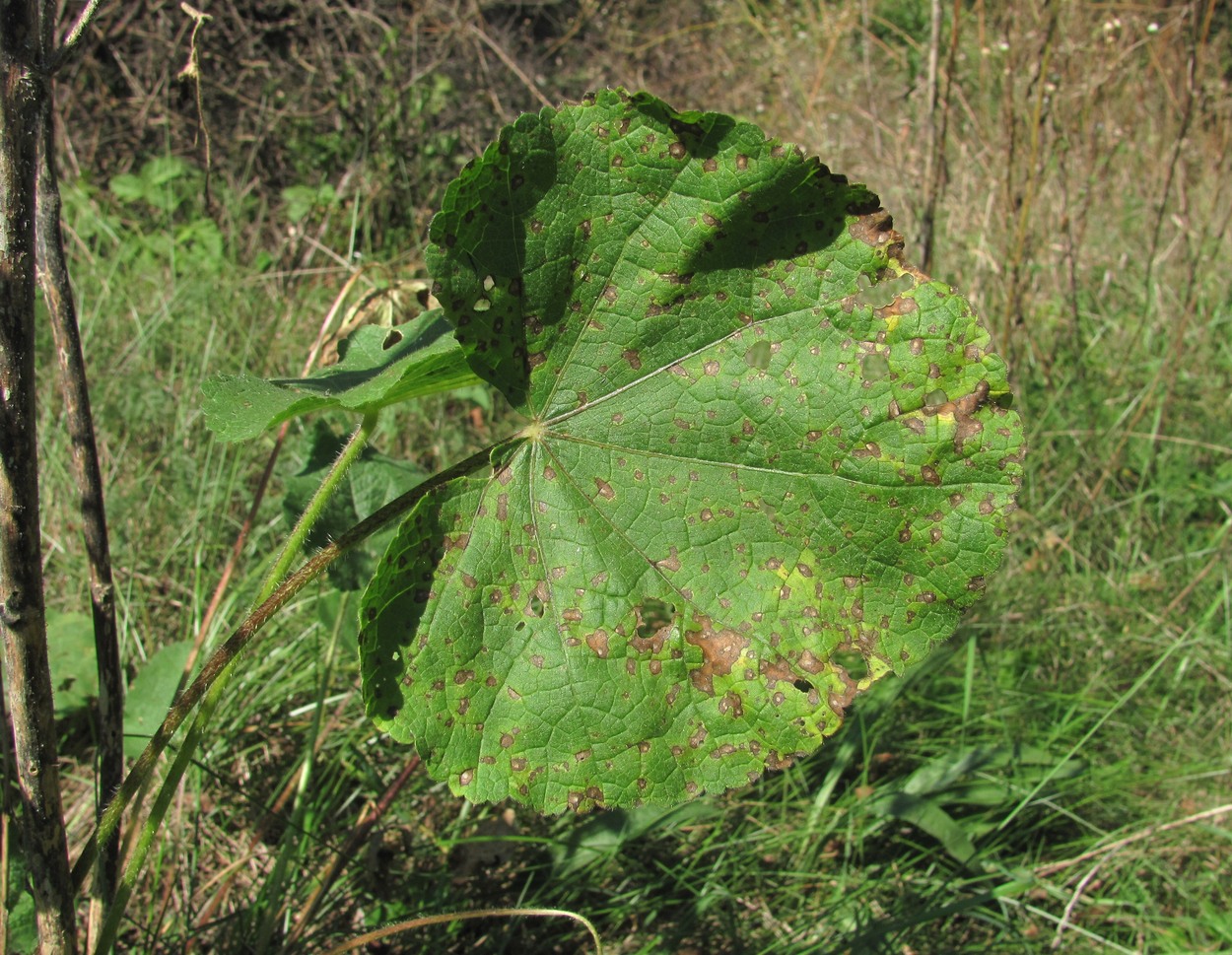 Image of Alcea rugosa specimen.