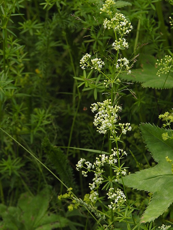 Изображение особи Galium mollugo.