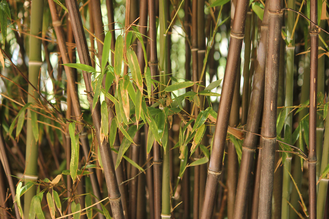 Image of Phyllostachys nigra specimen.