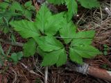 Anemone reflexa