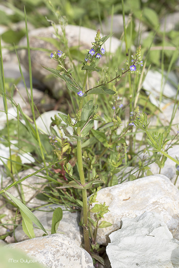 Изображение особи Veronica anagallis-aquatica.