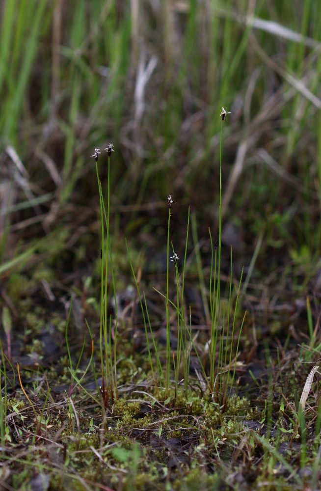 Изображение особи Eleocharis kamtschatica.