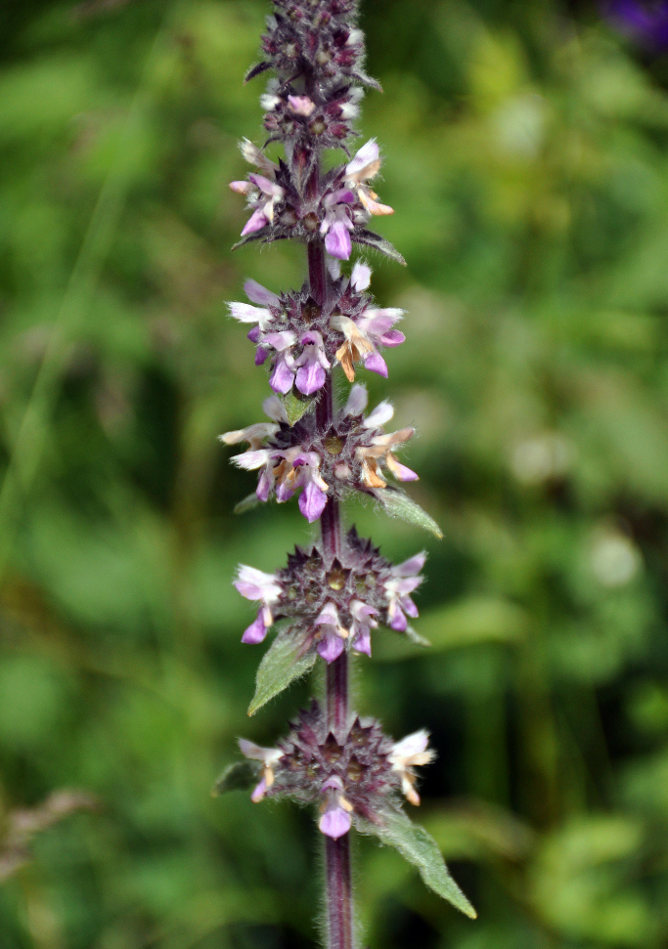 Image of Stachys balansae specimen.