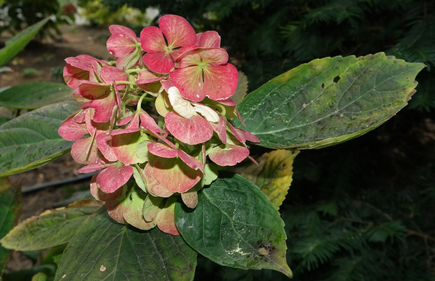 Изображение особи Hydrangea macrophylla.