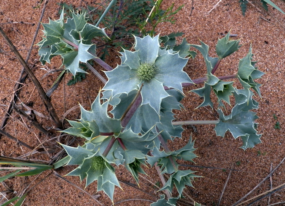 Image of Eryngium maritimum specimen.