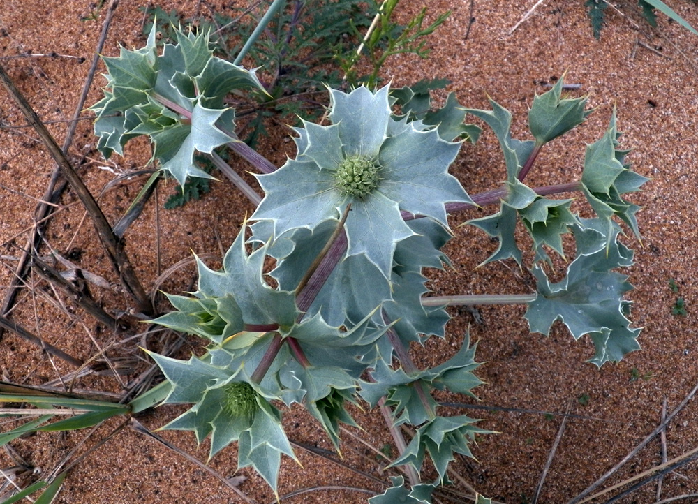 Изображение особи Eryngium maritimum.