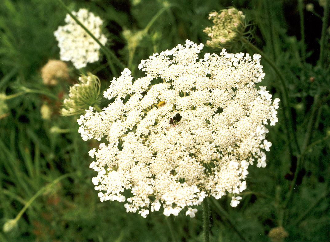 Изображение особи Daucus carota.