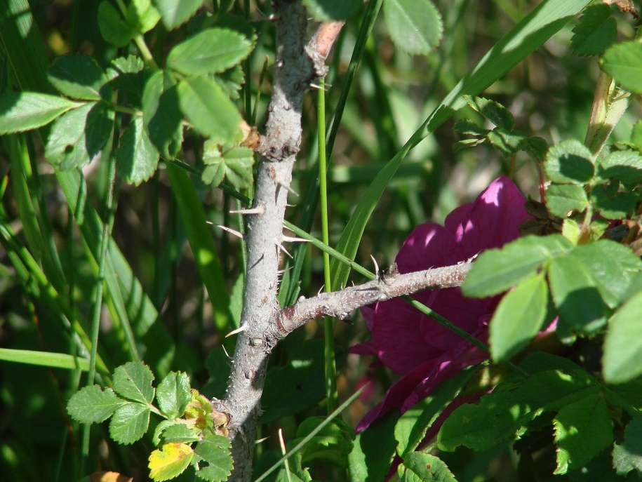 Изображение особи Rosa rugosa.