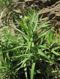 Inula ensifolia. Верхушка зацветающего побега. Краснодарский край, Абинский р-н, окр. пос. Новый, ущ. Медвежьи Ворота, береговая скала р. Хабль. 06.07.2016.