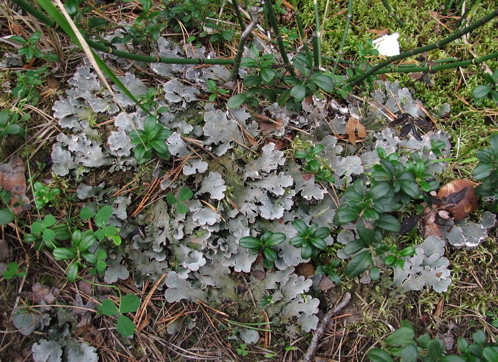 Image of genus Peltigera specimen.