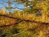 Larix cajanderi