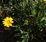 Gazania rigens. Цветущее растение. Восточный Казахстан, г. Усть-Каменогорск, Архитектурно-ландшафтный музей-заповедник, в культуре. 04.09.2016.