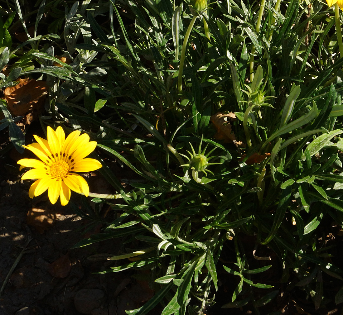 Изображение особи Gazania rigens.