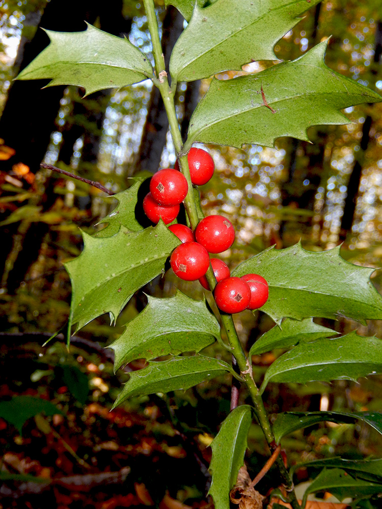 Image of Ilex colchica specimen.