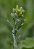 Alyssum alyssoides. Верхушка расцветающего растения. Молдова, Оргеевский р-н, окр. с. Бутучены, известняковая осыпь. 08.05.2015.