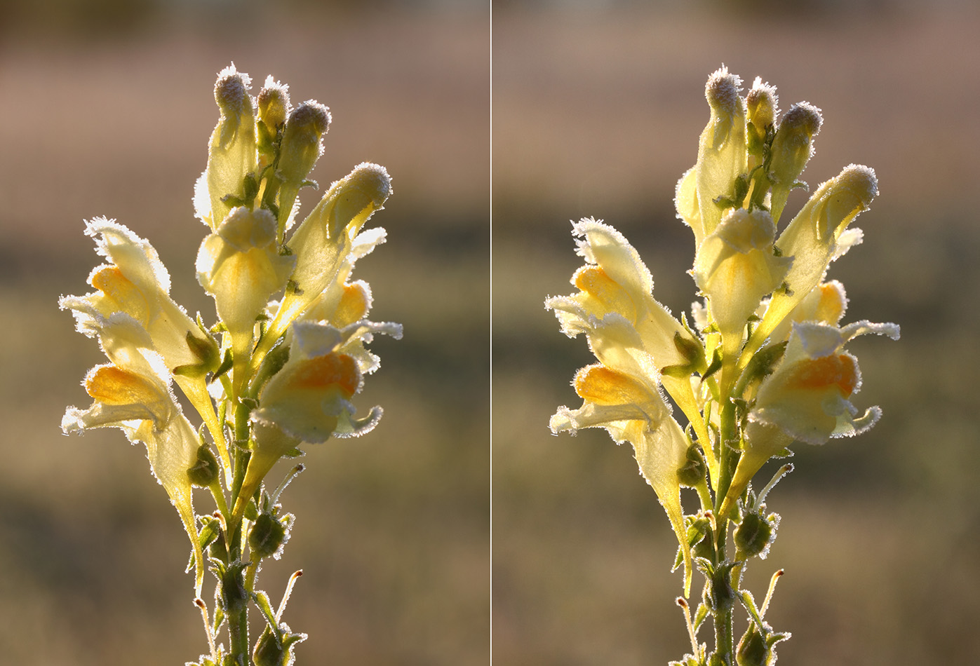 Image of Linaria vulgaris specimen.