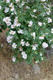 Rosa canina. Ветви цветущего растения. Узбекистан, Сурхандарьинская обл., Шерабадский р-н, вост. склон хр. Кугитангтау, Сурханский государственный заповедник. 2 июня 2013 г.