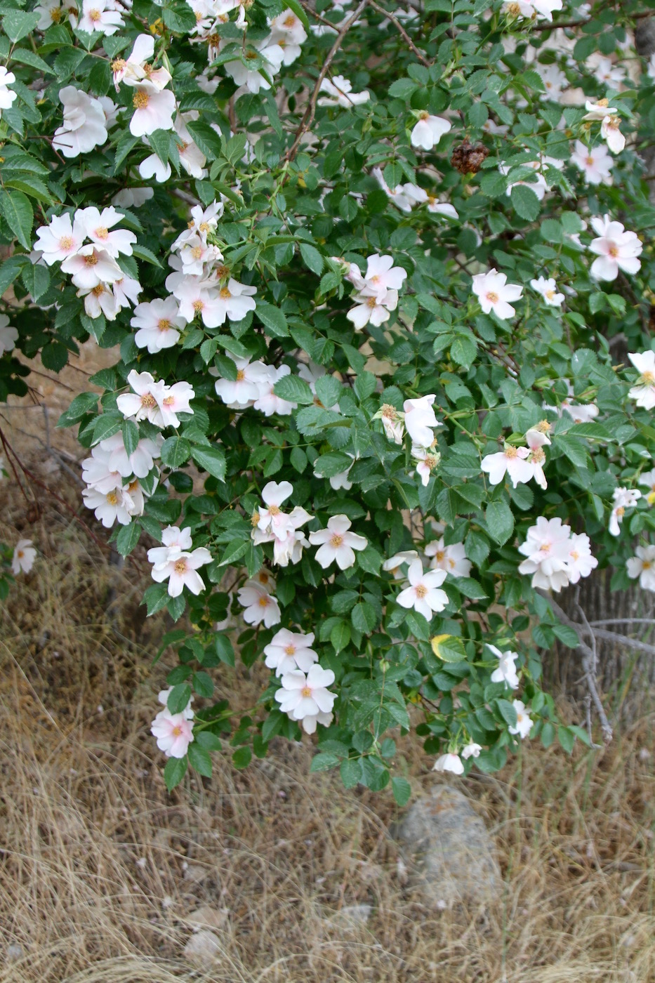 Image of Rosa canina specimen.