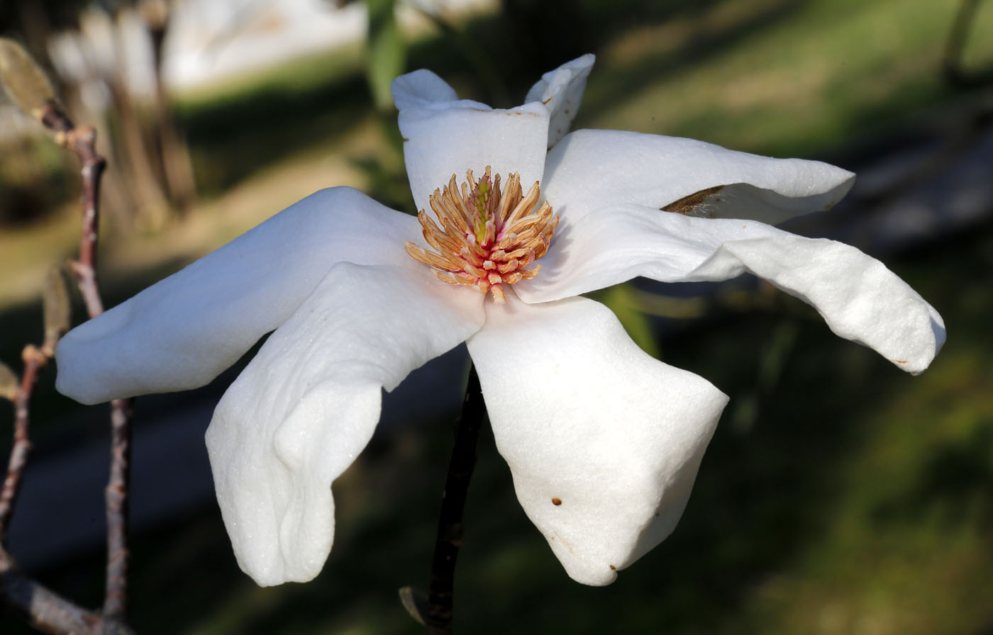Image of Magnolia kobus specimen.