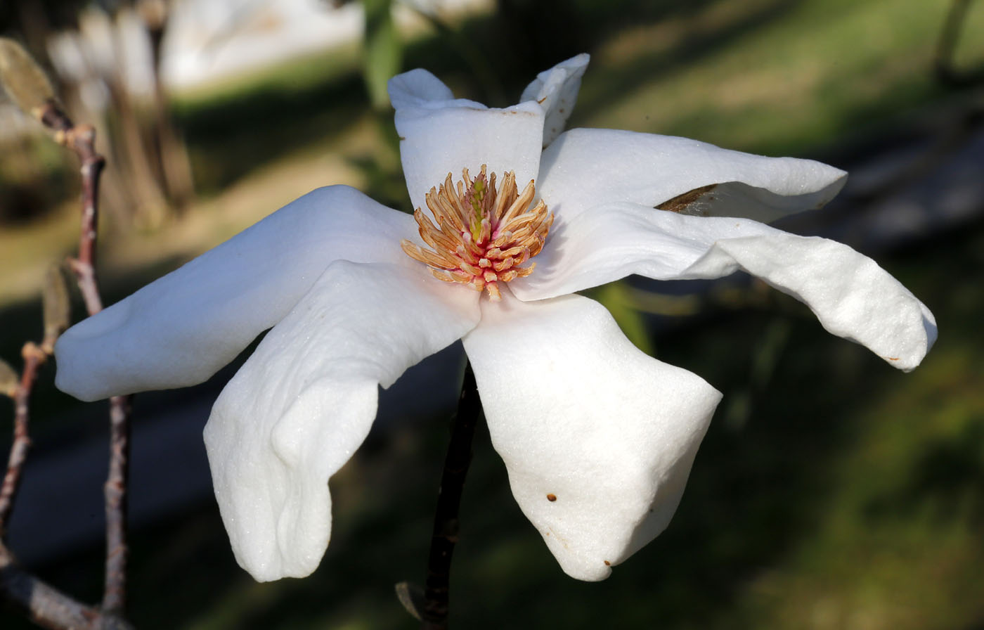 Изображение особи Magnolia kobus.