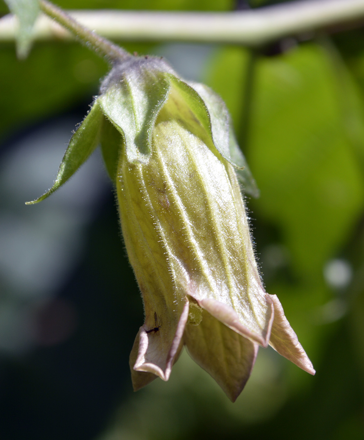 Изображение особи Atropa caucasica.