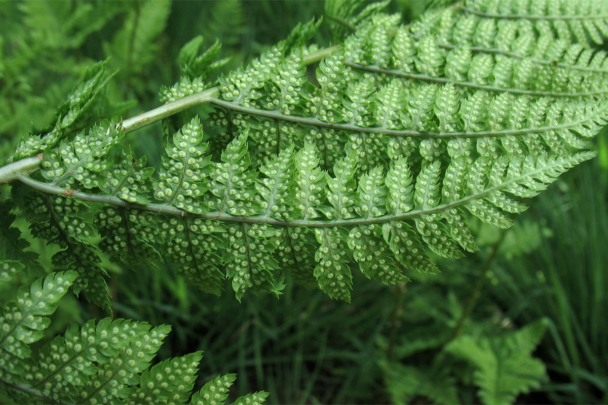 Изображение особи Dryopteris carthusiana.