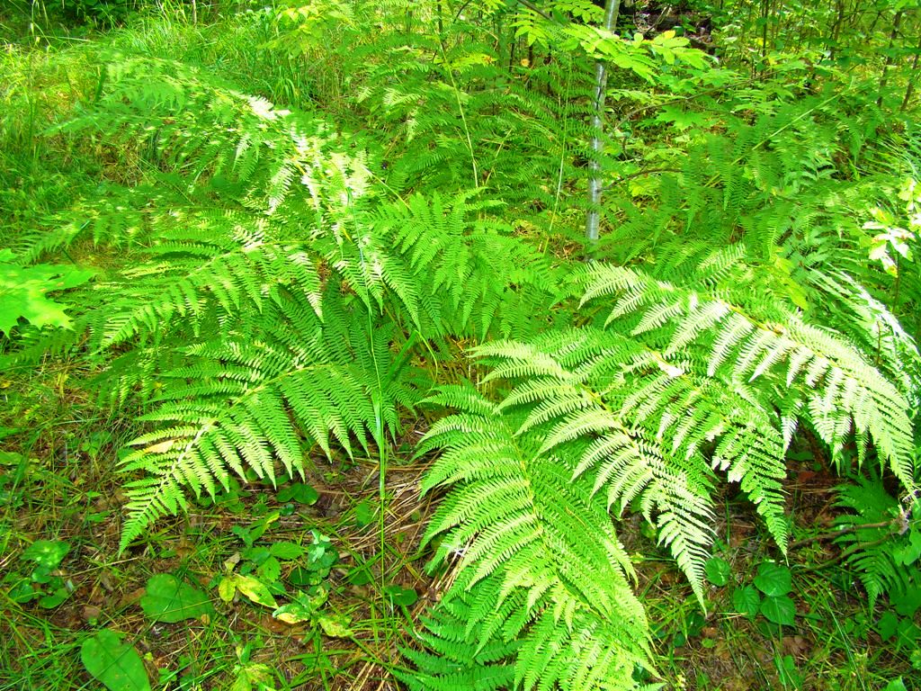 Image of Athyrium filix-femina specimen.