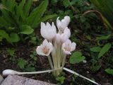 Colchicum autumnale