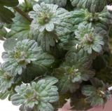 Lamium amplexicaule