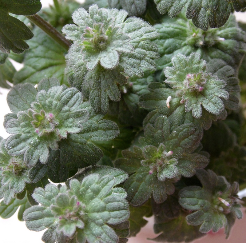 Image of Lamium amplexicaule specimen.