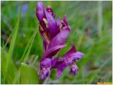 Dactylorhiza sambucina