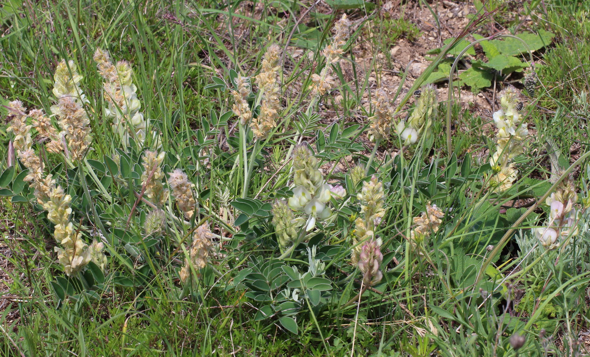 Изображение особи Hedysarum grandiflorum.