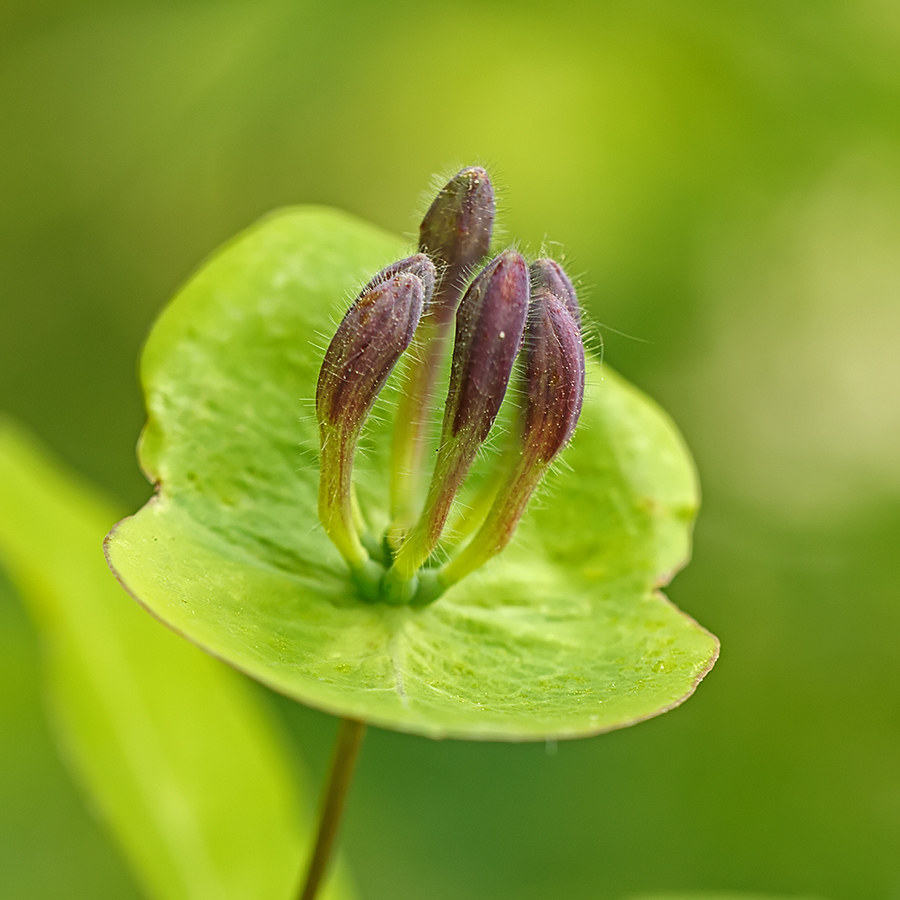 Image of Lonicera caprifolium specimen.
