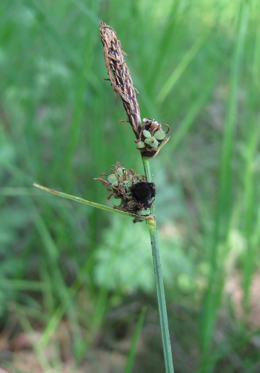 Image of Carex tomentosa specimen.