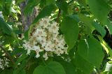 Catalpa bignonioides