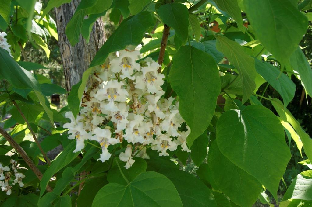 Изображение особи Catalpa bignonioides.