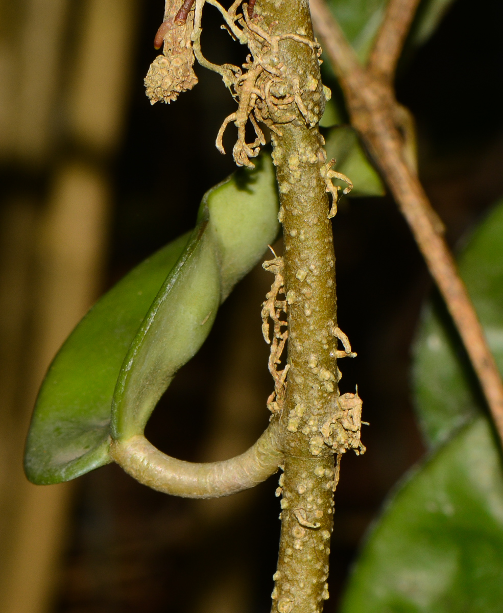 Изображение особи Hoya carnosa.